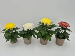 New ohgreen Chrysanthemum uniflor