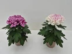 New ohgreen Chrysanthemum uniflor