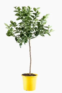 Best ohgreen Citroenboom p25