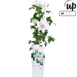 Best ohgreen Clematis Corinne