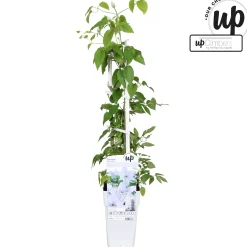 Discount ohgreen Clematis evision Bernadine