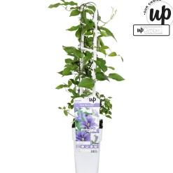 Discount ohgreen Clematis evision Olympia
