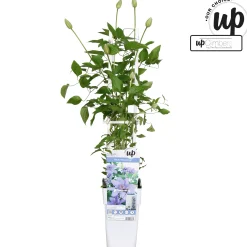 Discount ohgreen Clematis 'Parisienne Boulevard'