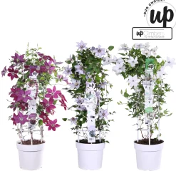 Hot ohgreen Clematis Tsukiko p23