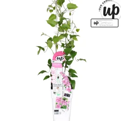 Discount ohgreen Clematis Yuan