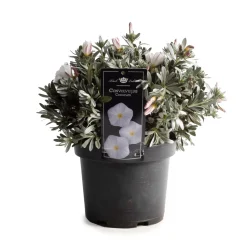 Best ohgreen Convolvulus cneorum ( zilverwinde )