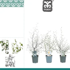 Clearance ohgreen Corakia Maeori mix
