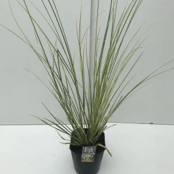 Discount ohgreen Cortaderia selloana Mini Goldpampas ( Pampasgras )