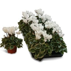 New ohgreen Cyclamen silverado