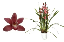 Discount ohgreen Cymbidium allison shaw p12 h50