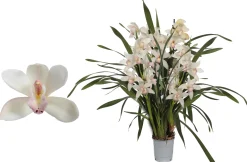 Discount ohgreen Cymbidium lucky kate p12 h50