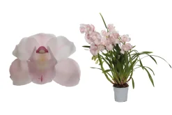 Discount ohgreen Cymbidium pink bell p12 h65