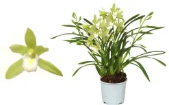 Discount ohgreen Cymbidium wild mint p12 h50