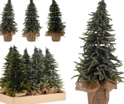 Best ohgreen Dennenboom in pot