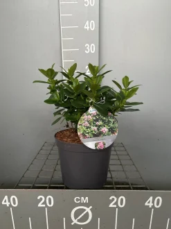 Best ohgreen Escallonia laevis Pink Elle