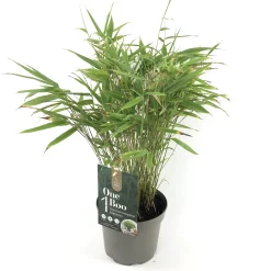 Clearance ohgreen Fargesia rufa p17 niet woekerende bamboe