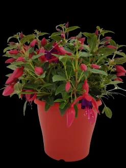Discount ohgreen Fuchsia staand p19 h20