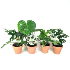 Best ohgreen Gatenplant (Monstera)