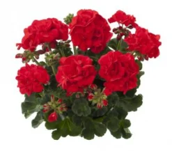 Discount ohgreen Geranium recht p12