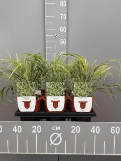 Clearance ohgreen Hakonechloa macra