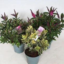 Hot ohgreen Hebe addenda mix