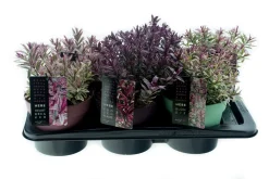 New ohgreen Hebe p17 h25