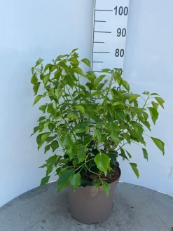 Sale ohgreen Hedera helix Arborescens ( Struikklimop )