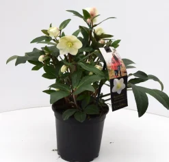 ohgreen Helleborus in varieteiten