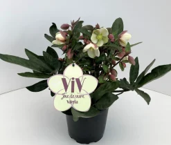 ohgreen Helleborus in varieteiten