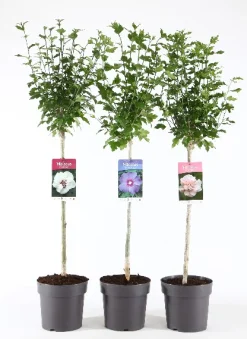 Best ohgreen Hibiscus syriacus of tuinhibiscus mix stam p21 h115