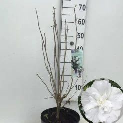 Outlet ohgreen Hibiscus syriacus of tuinhibiscus p27 h62