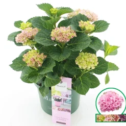 Best ohgreen Hortensia magical revolution roze p23