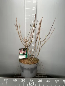 Best ohgreen Hydrangea paniculata 'Candlelight'