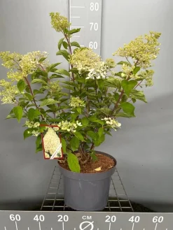Discount ohgreen Hydrangea paniculata 'Phantom'