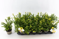 Best ohgreen Ilex of hulst 'dark green' struik 10-12 cm in een p9 pot