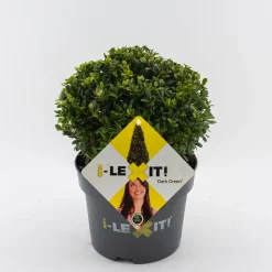 Best ohgreen Ilex of hulstbol dark green 19cm
