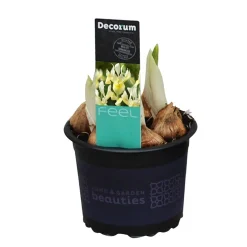 Best ohgreen Iris reticulata Katherine's Gold