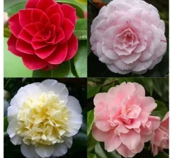 Sale ohgreen Japanse camelia p19