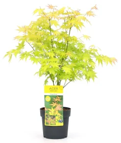 Discount ohgreen Japanse esdoorn orange dream p19 h50