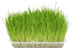 Sale ohgreen Kattengras