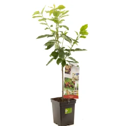 Best ohgreen Kers patioboompje prunus avium regina