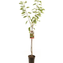 Best ohgreen Kers prunus avium regina halfstam
