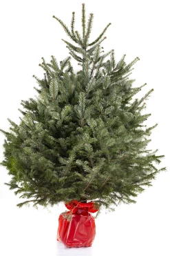Best ohgreen Kerstboom Abies Nordmann in pot 150-175 cm