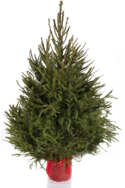 Best ohgreen Kerstboom Picea abies in pot (Fijnspar)
