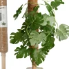 Clearance ohgreen Kokosplantenstok