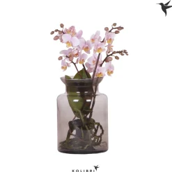New ohgreen kolibri phalaenopsis Root Pink ( Orchidee )