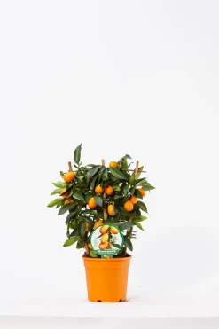 Clearance ohgreen Kumquat spalliera