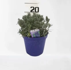 Discount ohgreen Lavendel hidcote paars p14