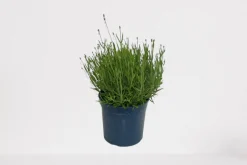 Online ohgreen Lavendel p18