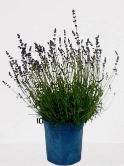 Online ohgreen Lavendel p18